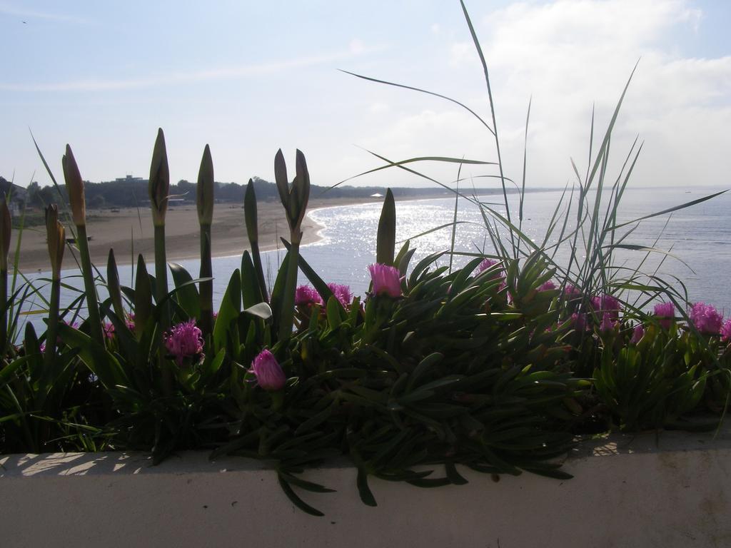 Palastura Apartments Ulcinj Exterior foto